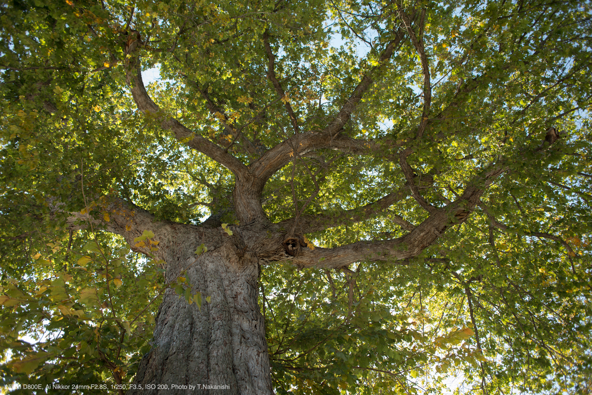 【広角 単焦点】 Nikon Ai-s 24mm F2.8