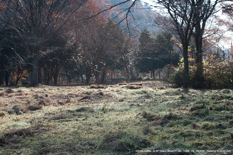 Nikon Ai AF Nikkor 50mm f/1.4D SHOOTING REPORT | PHOTO YODOBASHI