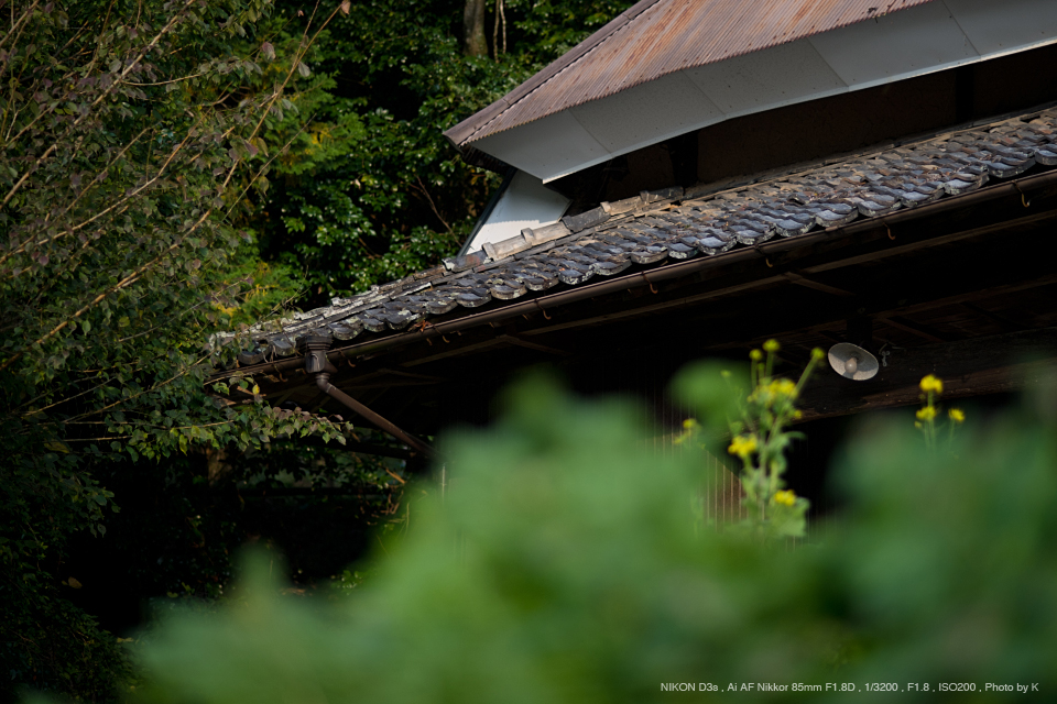 【ポートレートに♪】Nikon Ai AF NIKKOR 85mm F1.8 D