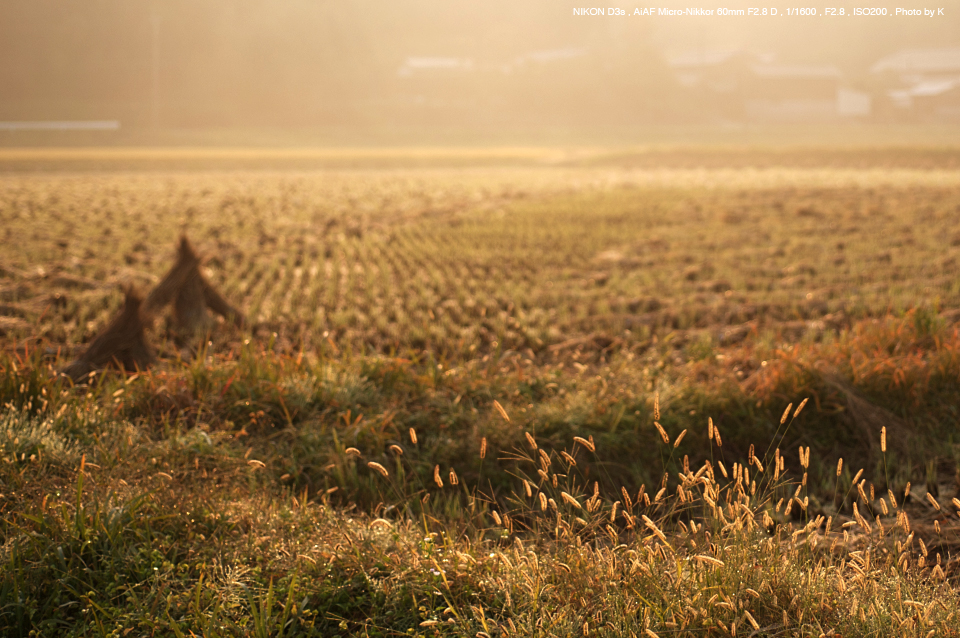 Nikon Ai AF Micro-Nikkor 60mm f/2.8D SHOOTING REPORT | PHOTO YODOBASHI