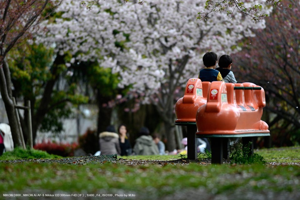 ニコン単焦点Ai AF-S Nikkor 300mm f/4D IF-ED