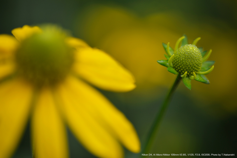 Ai Micro Nikkor 105mm F2.8S