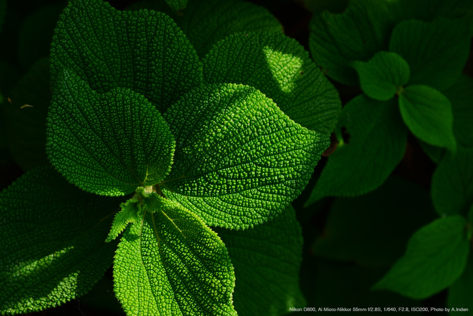 Nikon D800, Ai Micro-Nikkor 55mm f/2.8S, 1/640, F2.8, ISO200, Photo by A.Inden