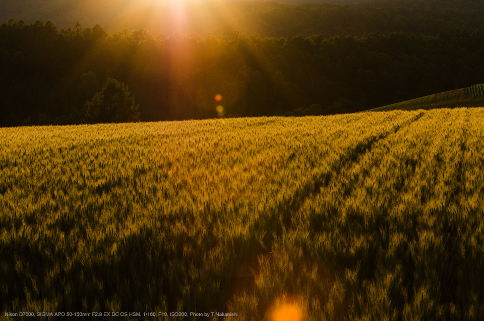 SIGMA（シグマ） APO 50-150mm F2.8 EX DC OS HSM 実写レビュー