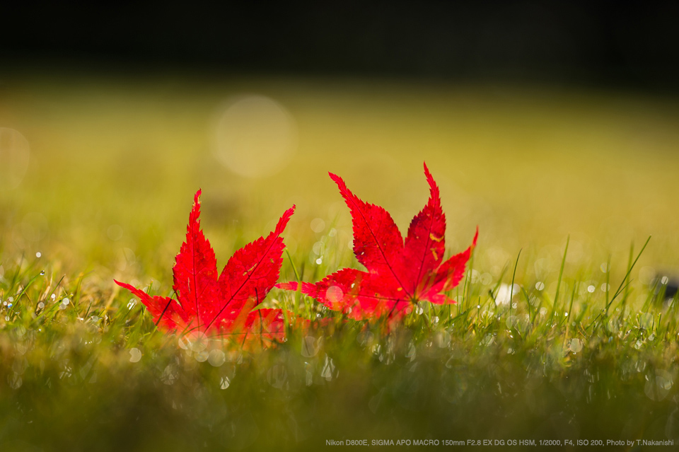 Nikon D800E, SIGMA APO MACRO 150mm F2.8 EX DG OS HSM, 1/2000, F4, ISO 200, Photo by T.Nakanishi