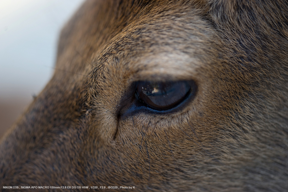 SIGMA（シグマ） APO MACRO 150mm F2.8 EX DG OS HSM 実写レビュー