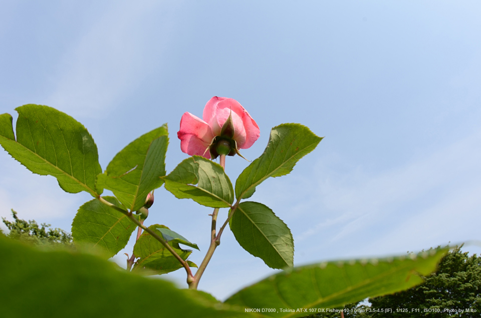 Tokina（トキナー） AT-X 107 DX Fisheye 10-17mm F3.5-4.5 (IF) 実写