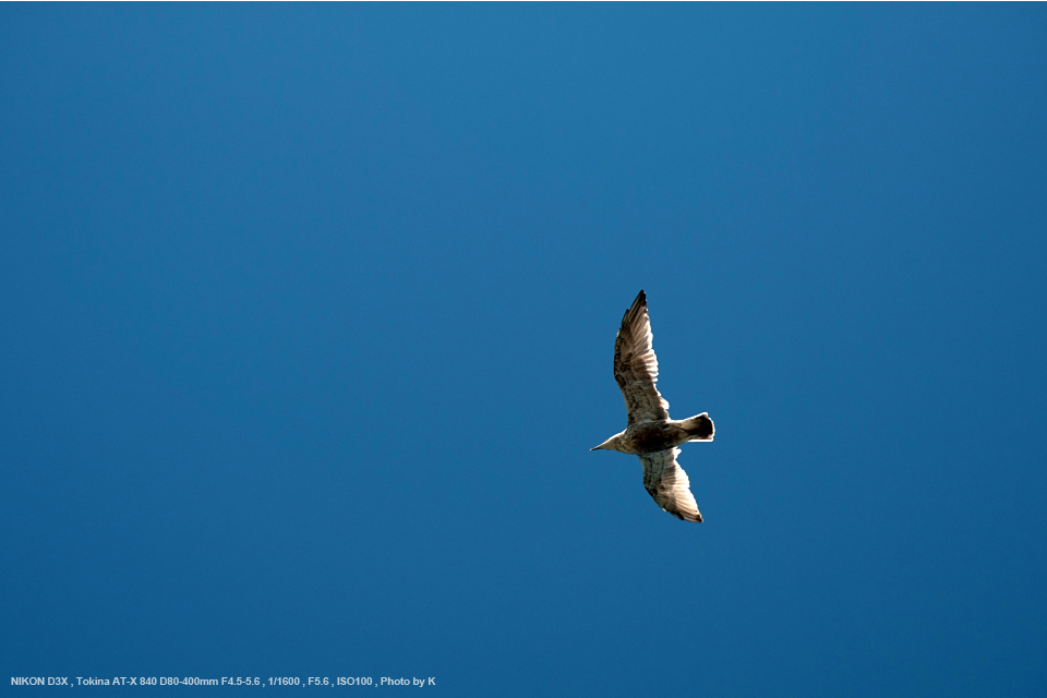 Tokina 望遠ズームレンズ AT-X 840 D 80-400mm F4.5-5.6 ニコン用 フィルム/デジタル一眼対応 