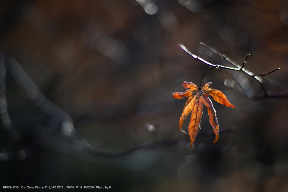 Carl Zeiss（カールツァイス） Planar T* 1.4/85 実写レビュー