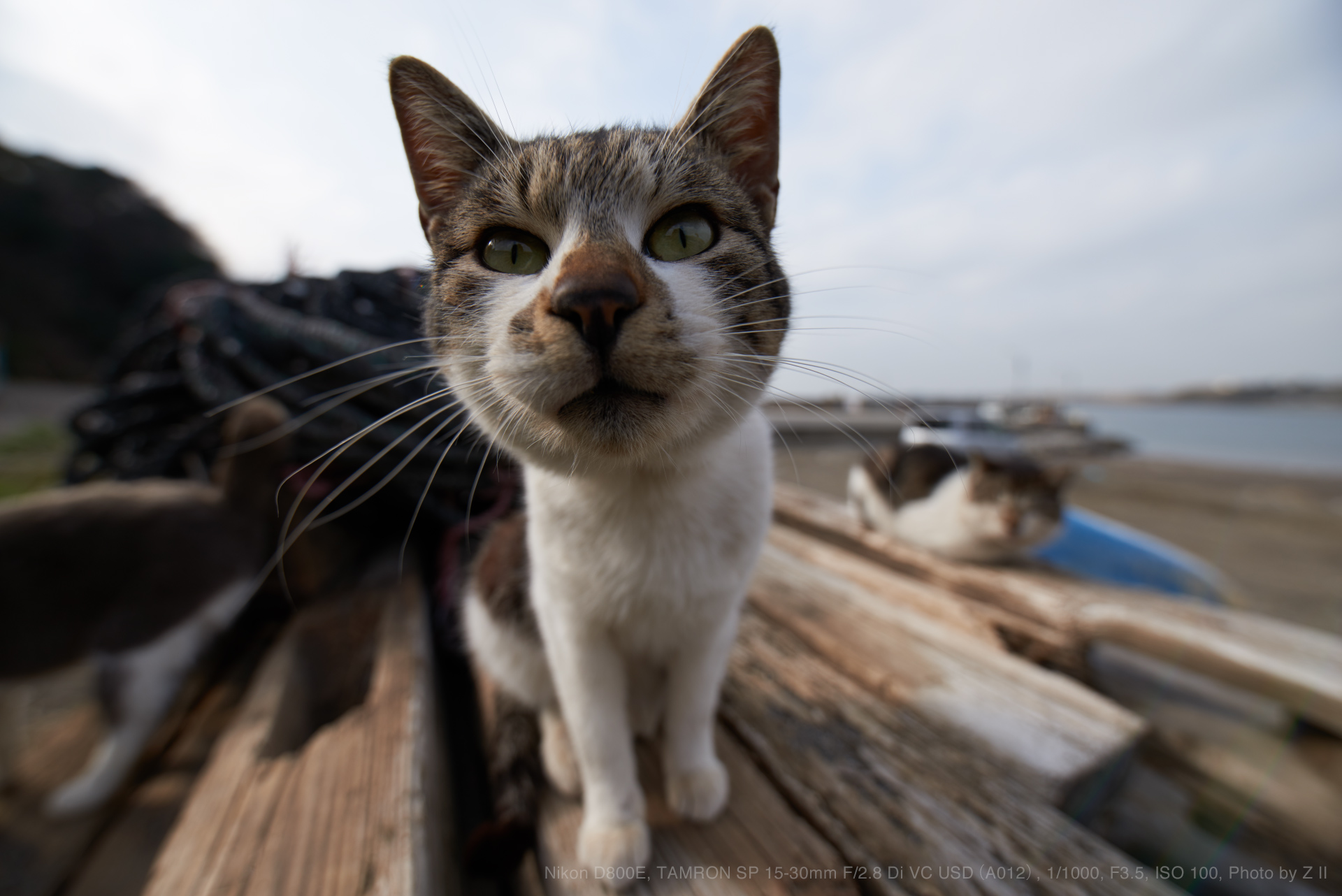 TAMRON（タムロン） SP 15-30mm F/2.8 Di VC USD Model A012 実写