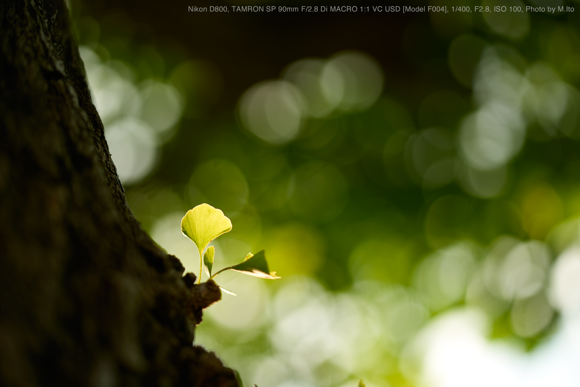 Tamron 90mm F/2.8 Di MACRO ニコンFマウント