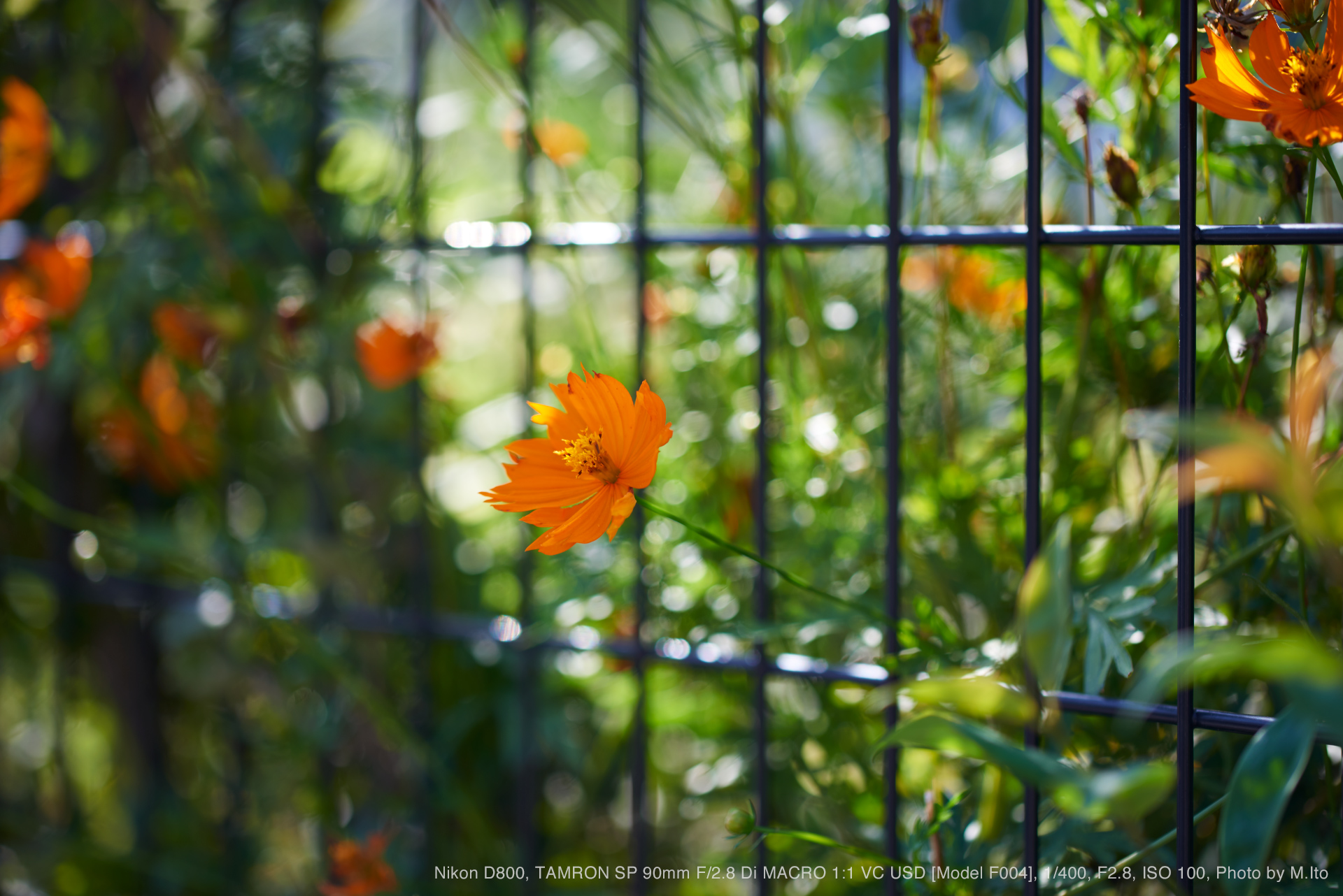 TAMRON（タムロン） SP 90mm F/2.8 Di MACRO 1:1 VC USD Model F004 ...