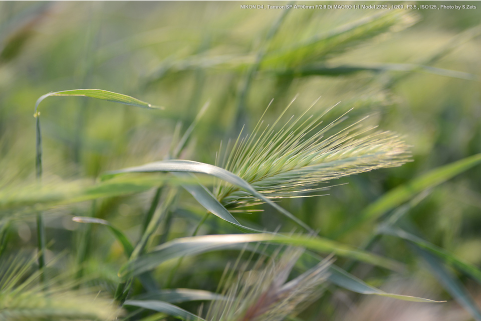 【Canon】TAMRON SP 90mm F2.8 Di MACRO 272E