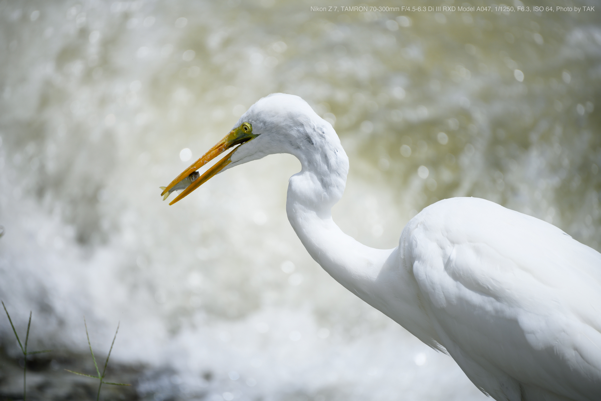 Nikon Z 7, TAMRON 70-300mm F/4.5-6.3 Di III RXD Model A047, Photo by TAK 