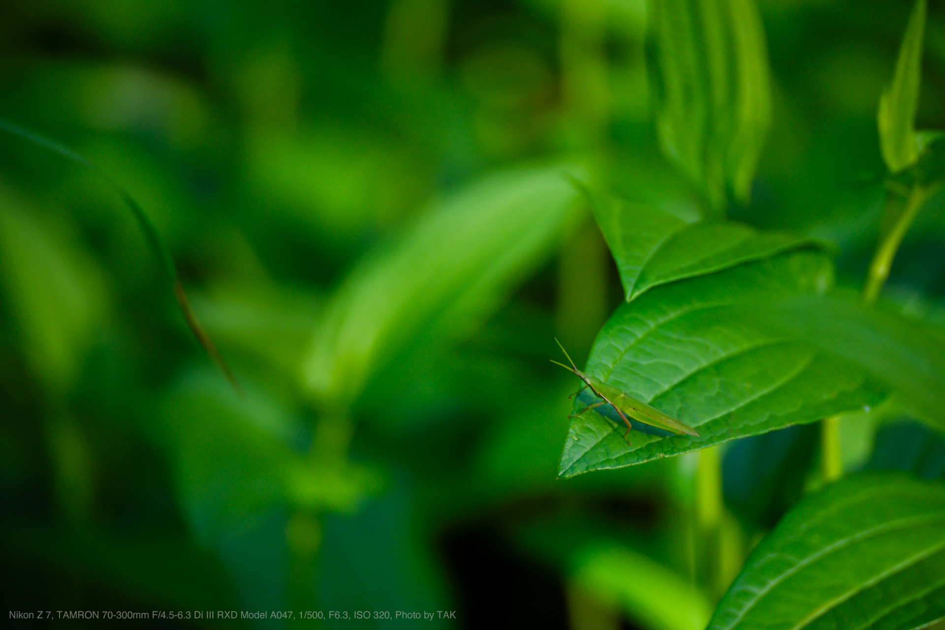 TAMRON（タムロン） 70-300mm F/4.5-6.3 Di III RXD Model A047 実写