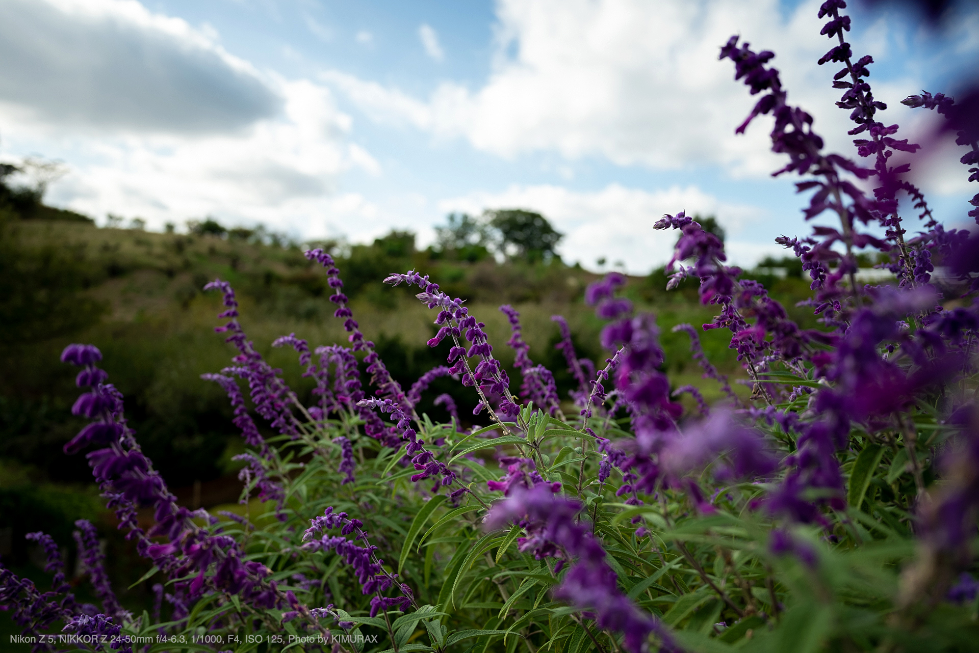 Nikon NIKKOR 24-50mm f4-6.3 - レンズ(ズーム)