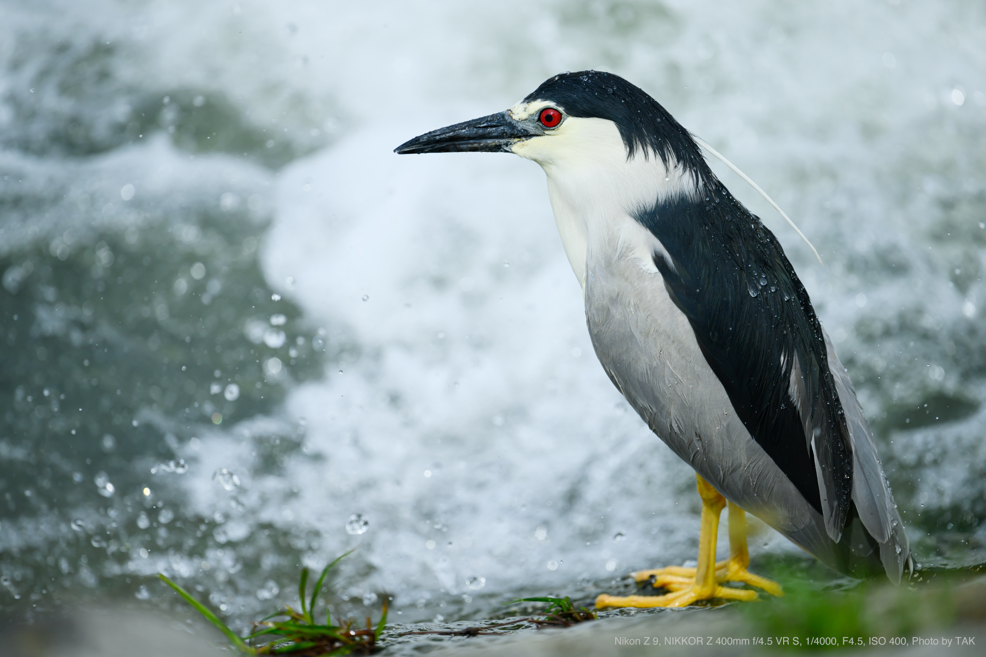 Nikon Z 9, Nikon NIKKOR Z 400mm f/4.5 VR S, Photo by TAK