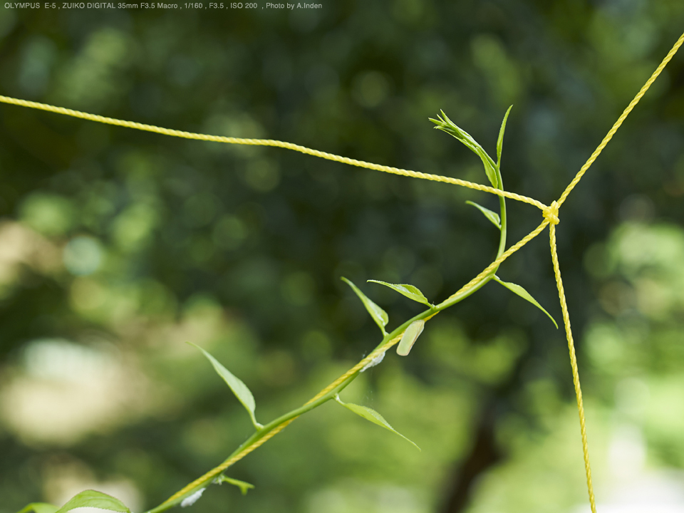 OLYMPUS E-5, ZUIKO DIGITAL 35mm F3.5 Macro, 1/160, F3.5, ISO200, Photo by A.Inden