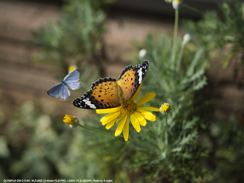 OLYMPUS OM-D E-M1, M.ZUIKO 12-40mm F2.8 PRO, 1/2500, F2.8, ISO200, Photo by A.Inden