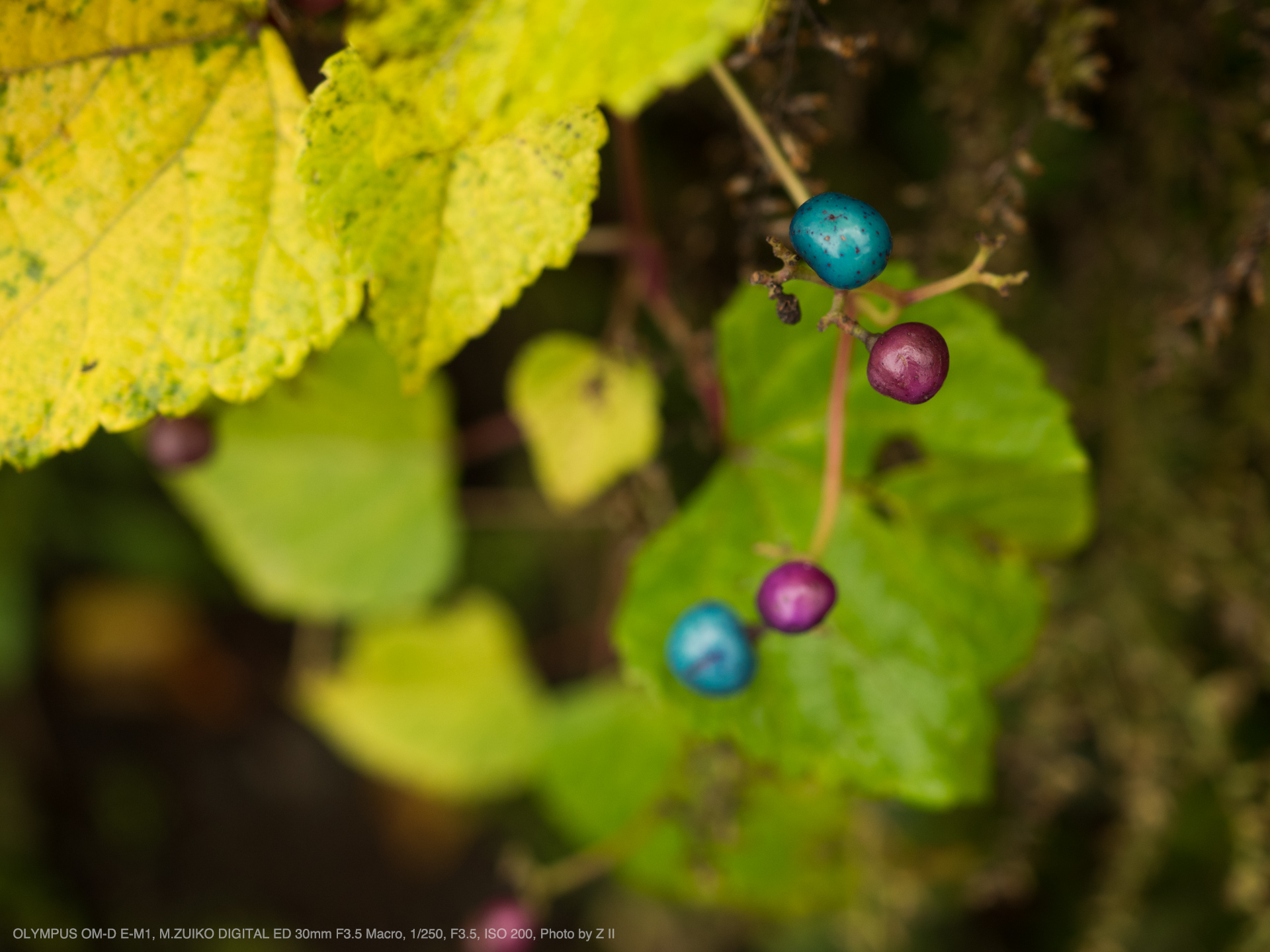 OLYMPUS OM-D E-M1, M.ZUIKO DIGITAL ED 30mm F3.5 Macro, 1/250, F3.5, ISO 200, Photo by Z II