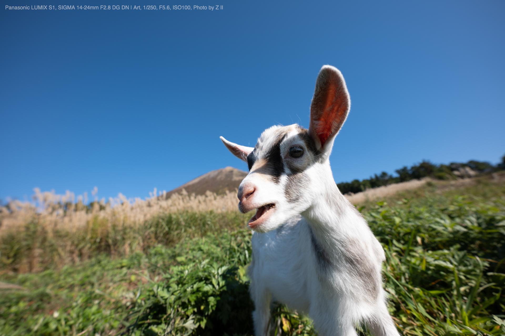 SIGMA シグマ 14-24mm F2.8 DG DN ライカLマウント