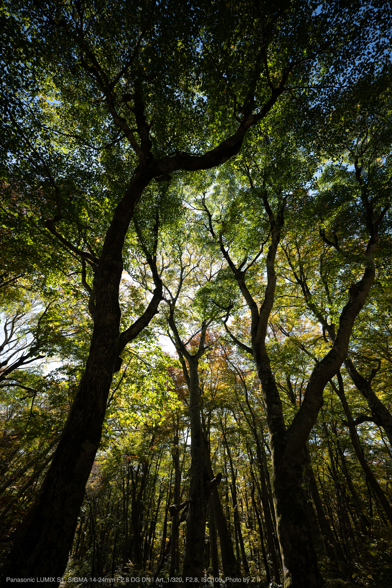 SIGMA（シグマ） 14-24mm F2.8 DG DN | Art 実写レビュー | フォトヨドバシ