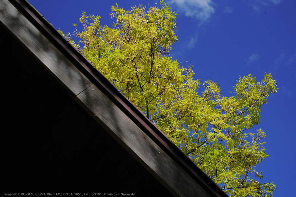 SIGMA 19mm F2.8 マイクロフォーサーズ用 - レンズ(単焦点)