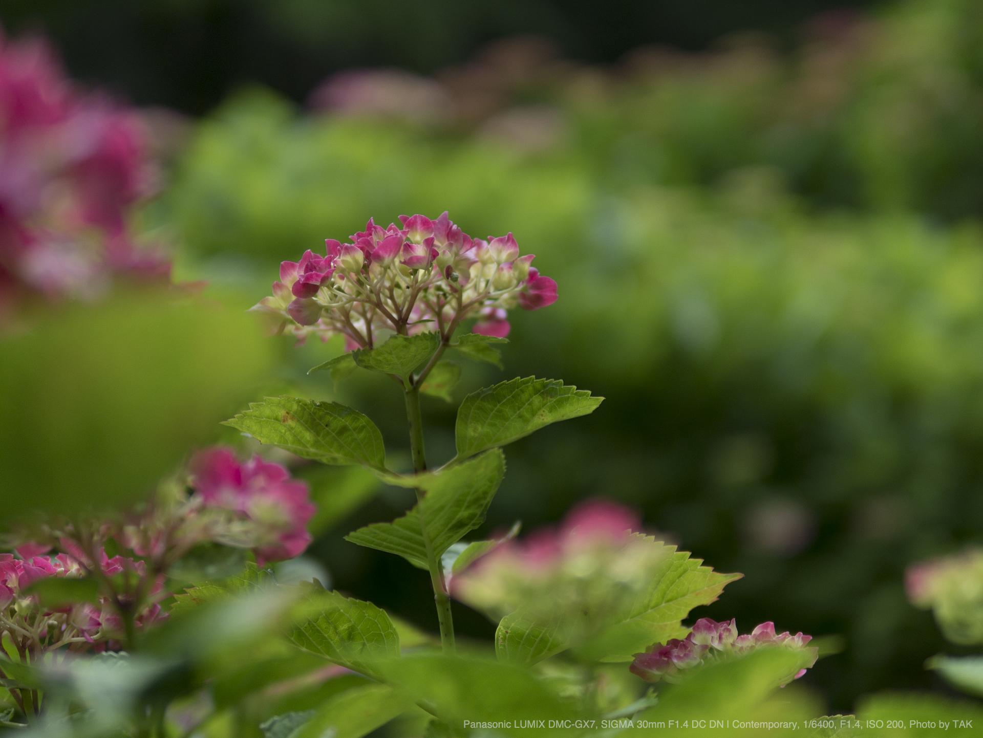 SIGMA（シグマ） 30mm F1.4 DC DN | Contemporary 実写レビュー ...