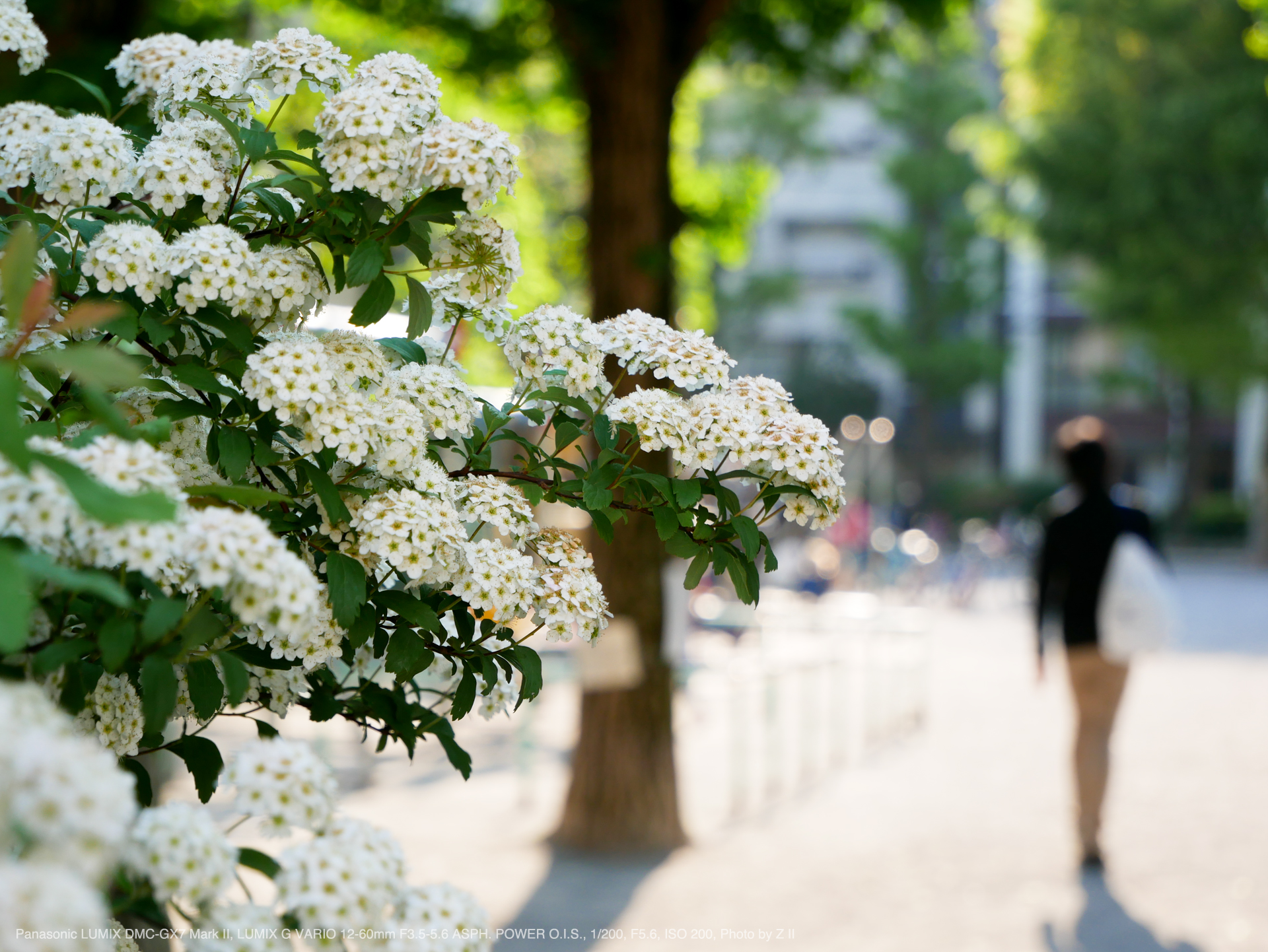 Panasonic（パナソニック） LUMIX G VARIO 12-60mm F3.5-5.6 ASPH