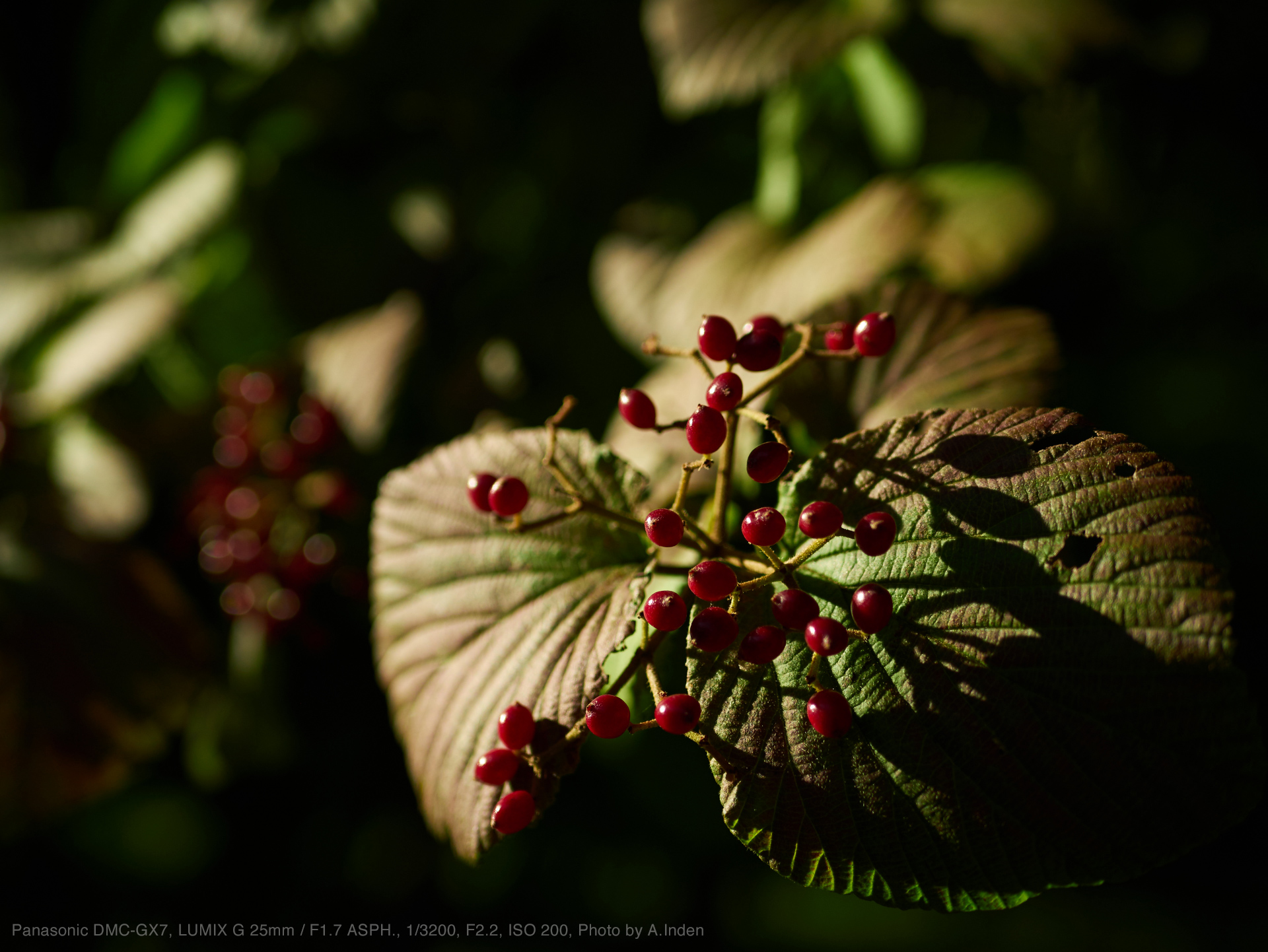 ❤️最高のボケ味❤️人気単焦点❤️LUMIX 25mm F1.7