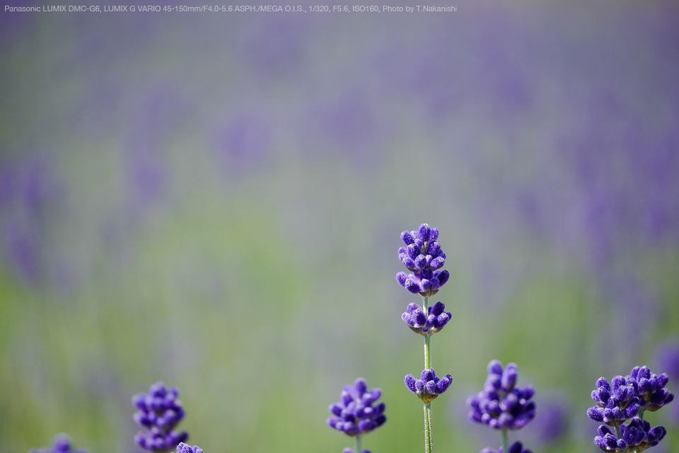 Panasonic（パナソニック） LUMIX G VARIO 45-150mm/F4.0-5.6 ASPH