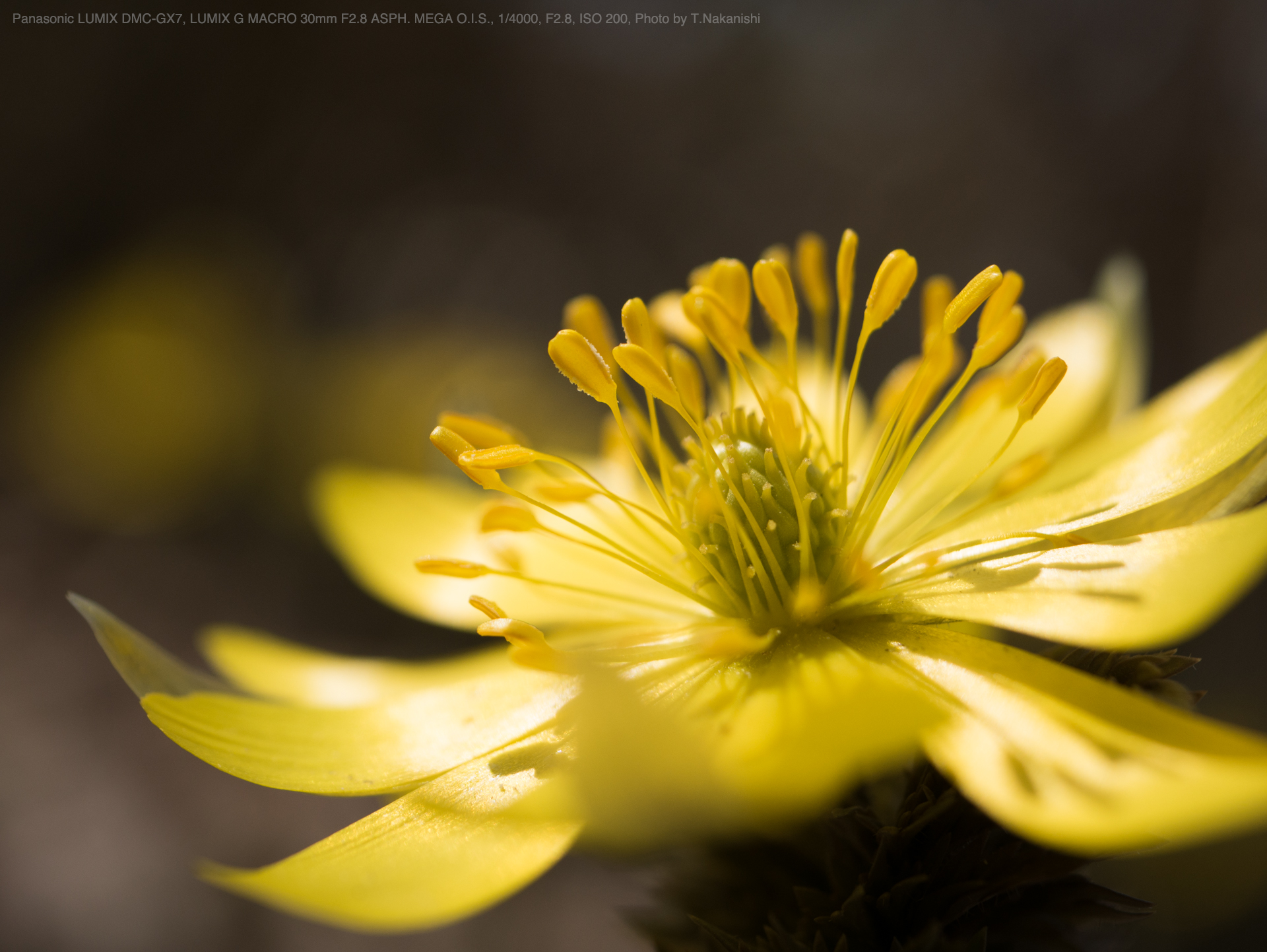 Lumix G MACRO 30mm/ F2.8 ASPH.-benkhelifa-dz.com