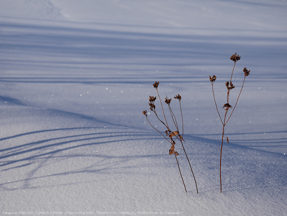 Panasonic（パナソニック） LUMIX G X VARIO 12-35mm F2.8 ASPH. POWER