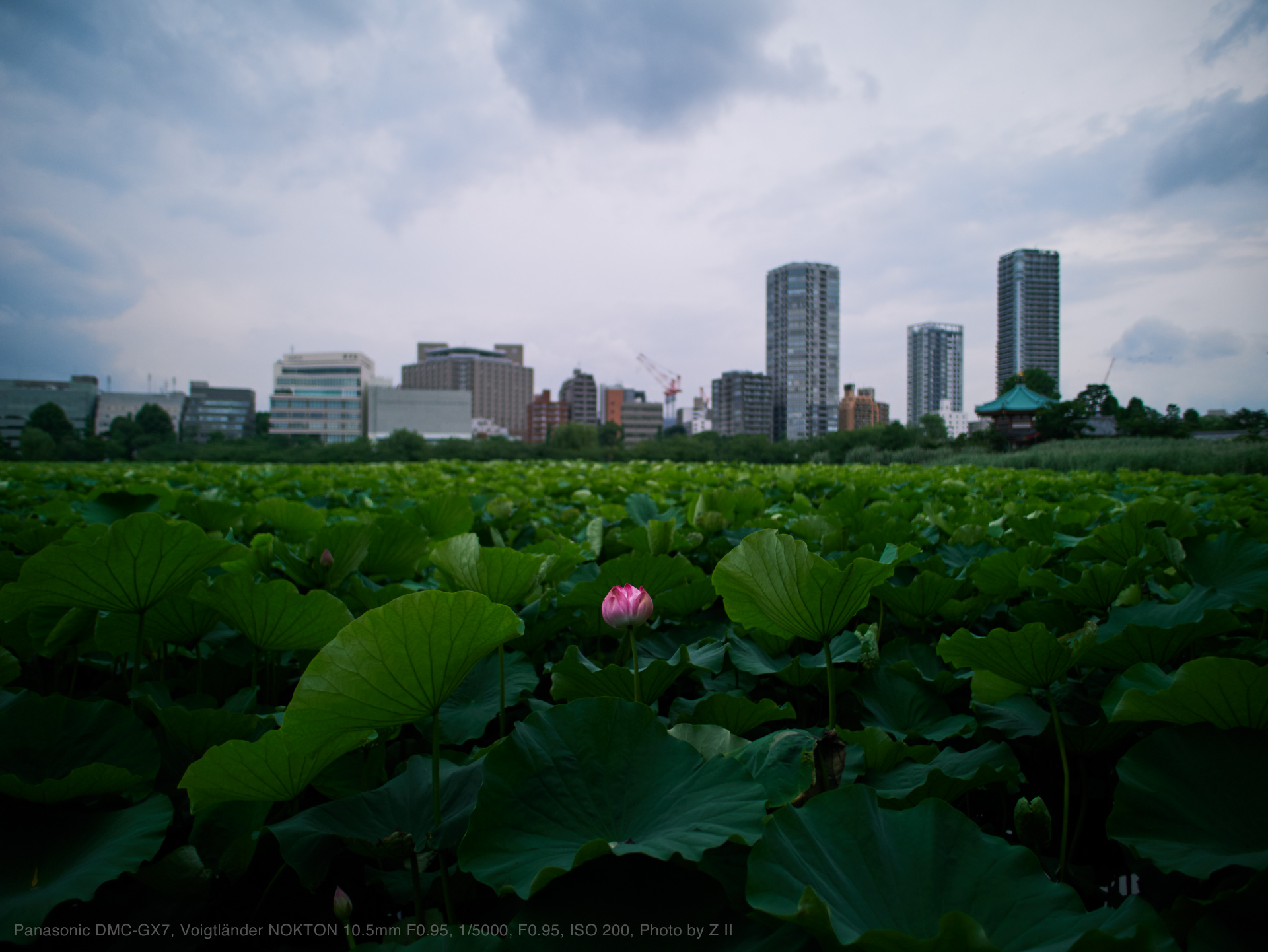 Panasonic DMC-GX7, Voigtländer NOKTON 10.5mm F0.95, 1/5000, F0.95, ISO 200, Photo by Z II