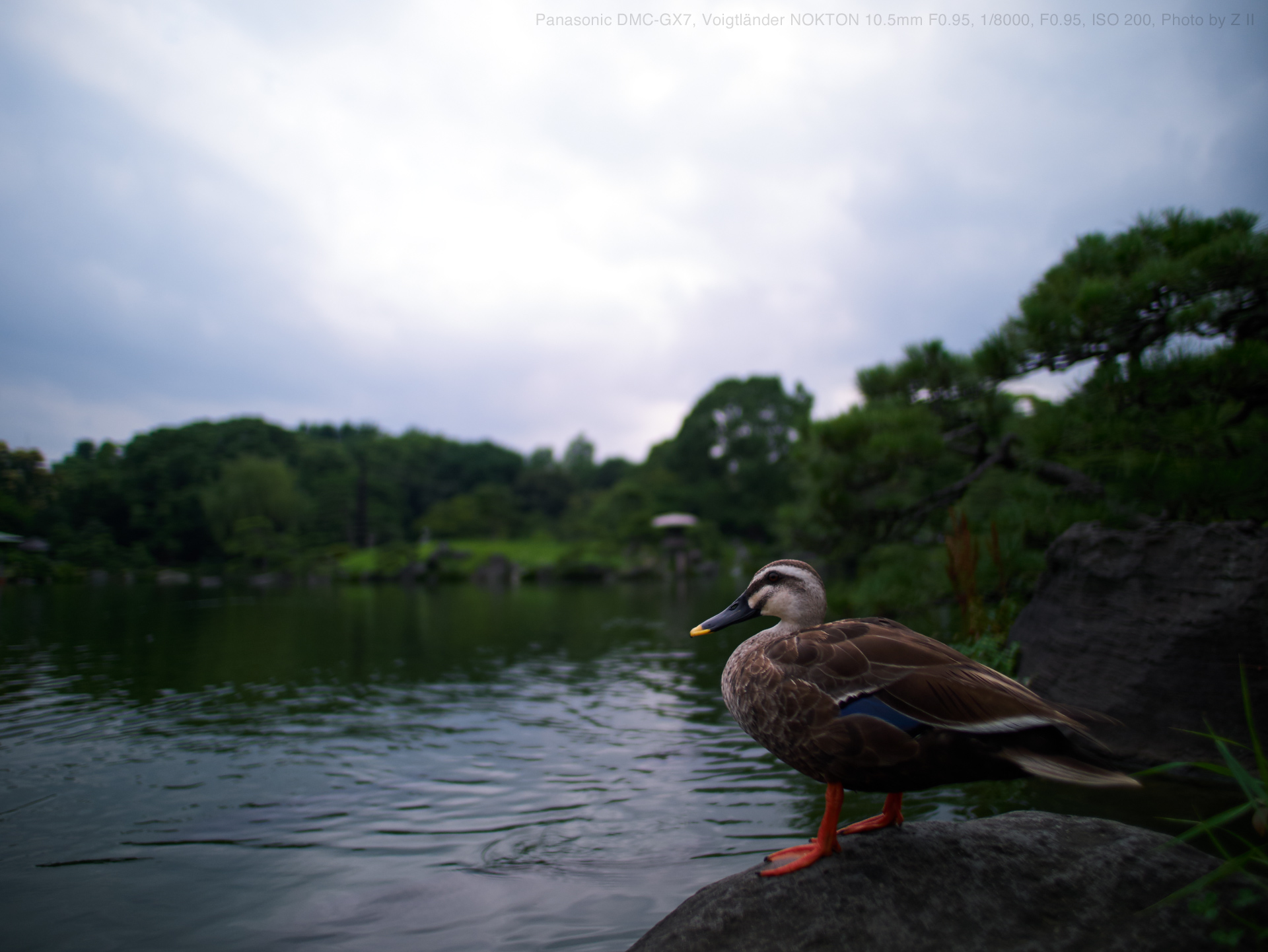 Panasonic DMC-GX7, Voigtländer NOKTON 10.5mm F0.95, 1/8000, F0.95, ISO 200, Photo by Z II