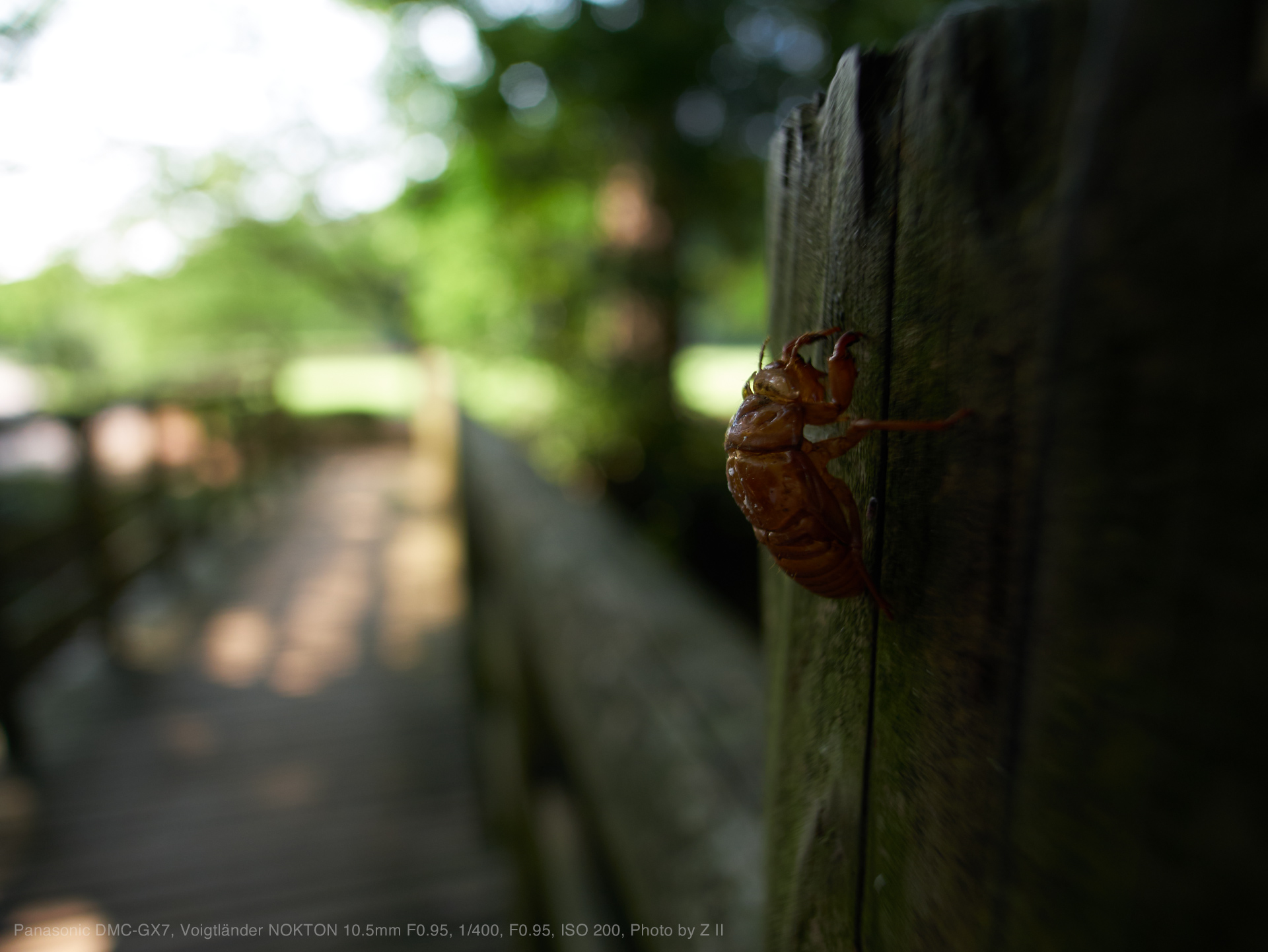 Voigtlander（フォクトレンダー） NOKTON 10.5mm F0.95 実写レビュー