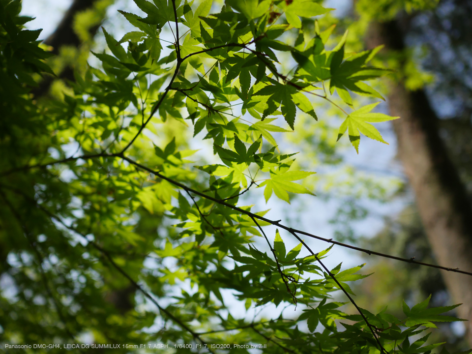 Panasonic LUMIX DMC-GH4, LEICA DG SUMMILUX 15mm F1.7 ASPH., 1/6400, F1.7, ISO 200, Photo by Z II