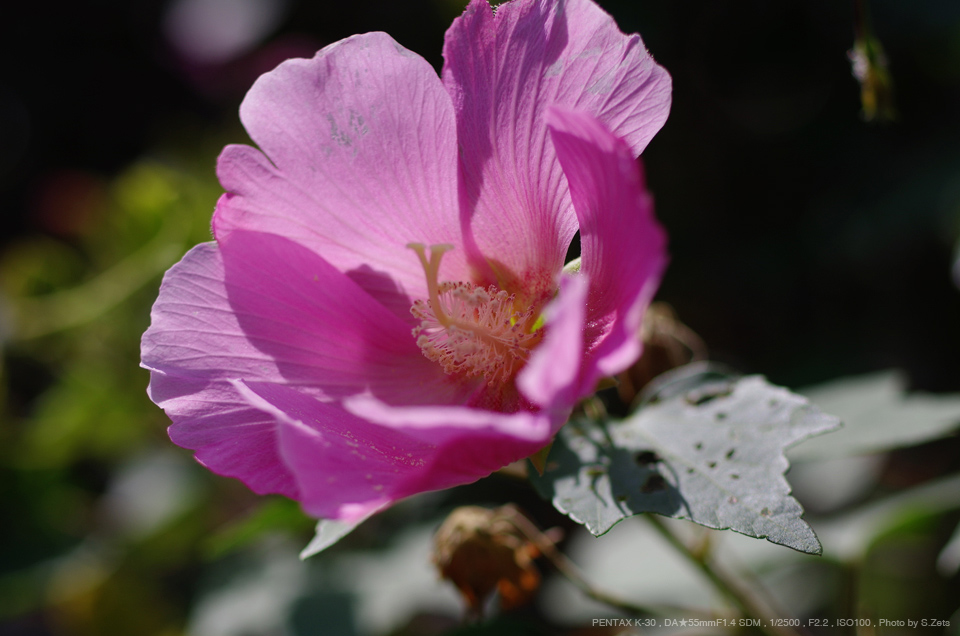 PENTAX（ペンタックス） smc PENTAX-DA☆55mmF1.4 SDM 実写レビュー