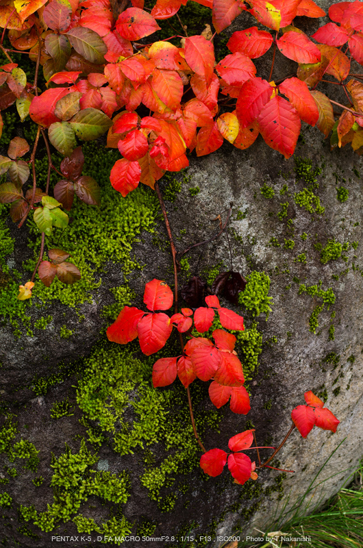 PENTAX（ペンタックス） smc PENTAX-D FA MACRO 50mmF2.8 実写レビュー