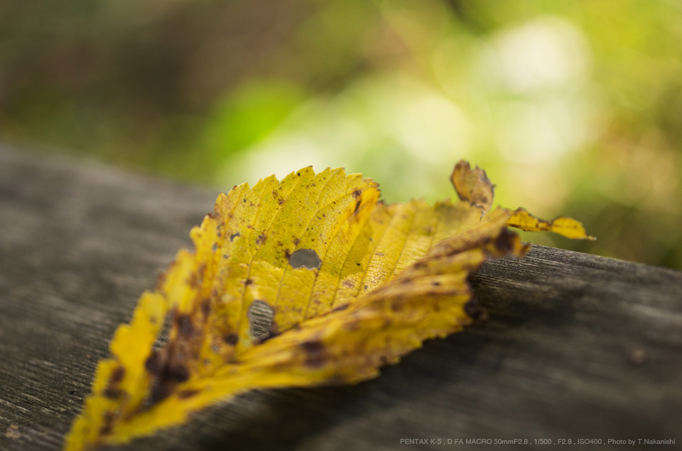 PENTAX（ペンタックス） smc PENTAX-D FA MACRO 50mmF2.8 実写レビュー