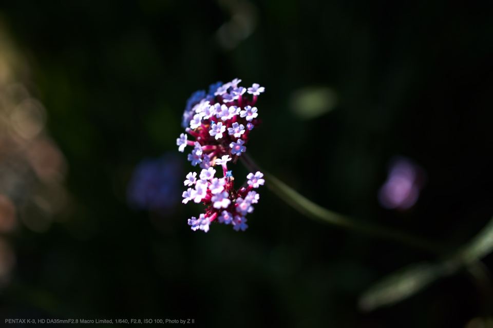 PENTAX smc DA 35mm F2.8 MACRO LIMITED