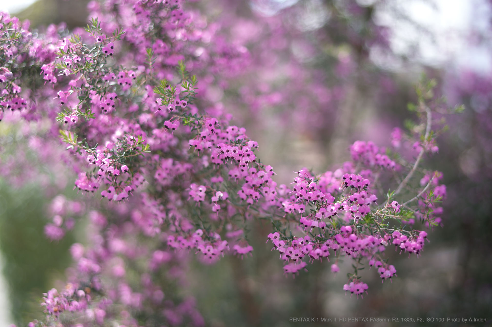 PENTAX（ペンタックス） HD PENTAX-FA35mmF2 実写レビュー | フォト