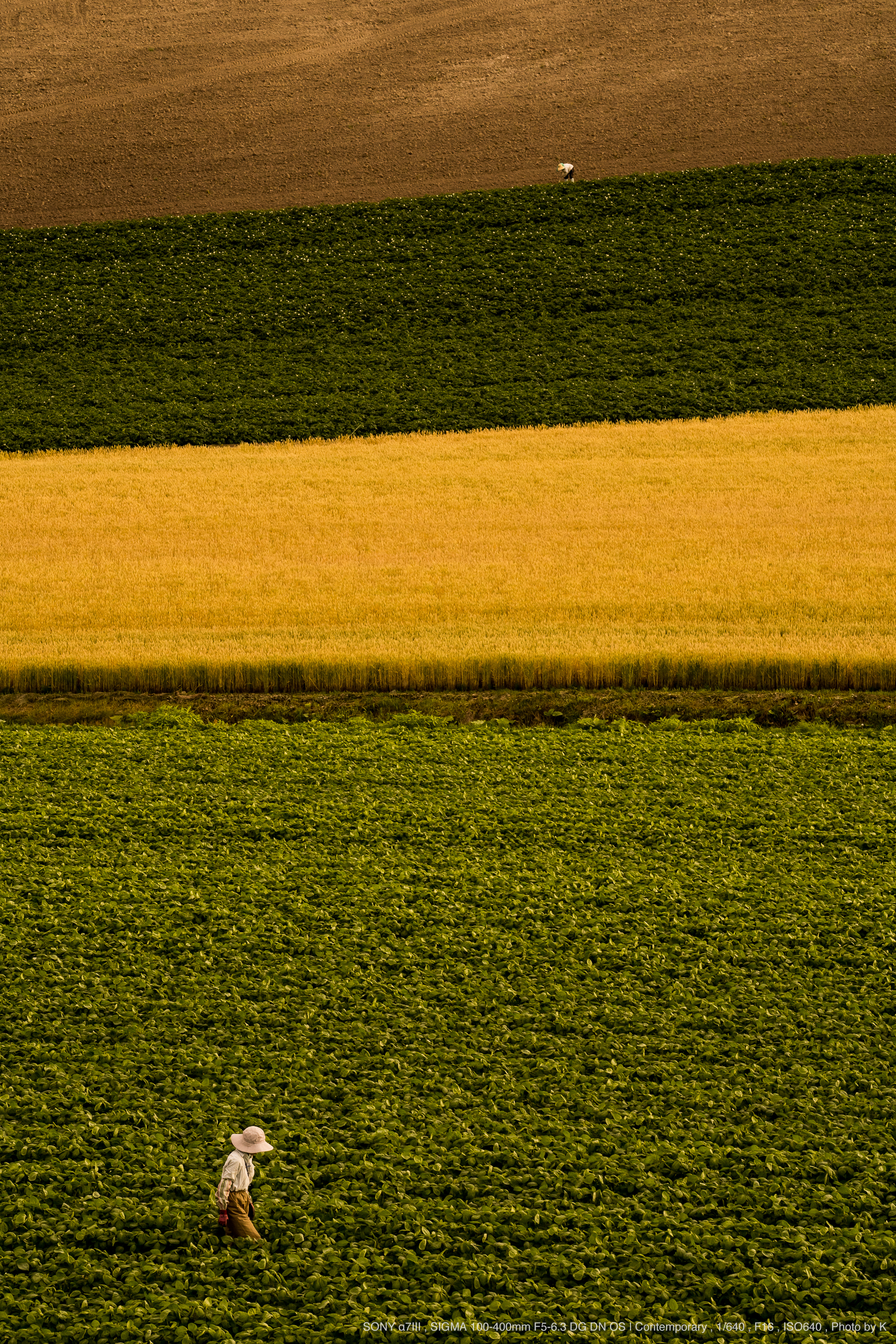 SIGMA（シグマ） 100-400mm F5-6.3 DG DN OS | Contemporary 実写