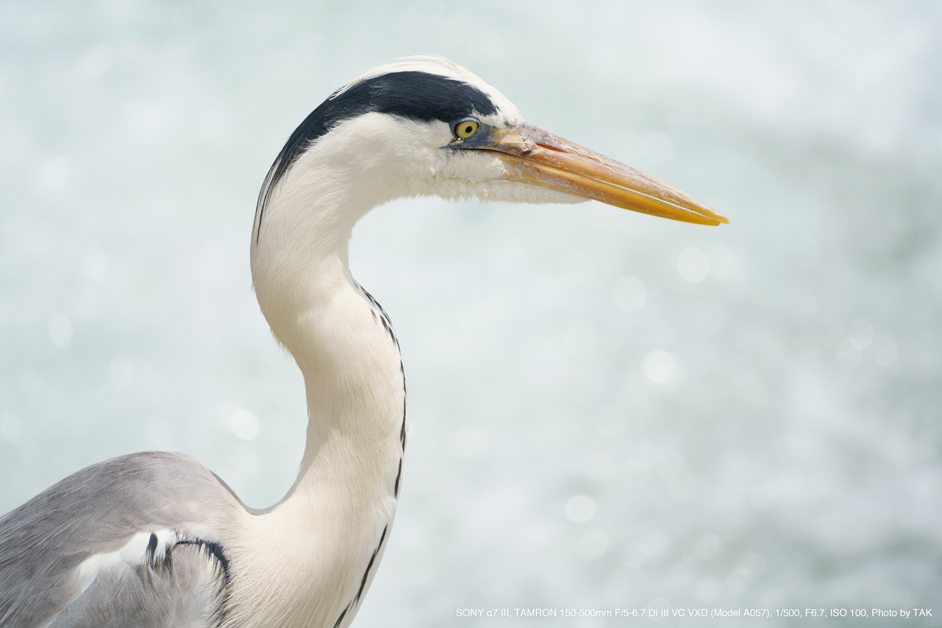 TAMRON（タムロン） 150-500mm F/5-6.7 Di III VC VXD Model A057 実写