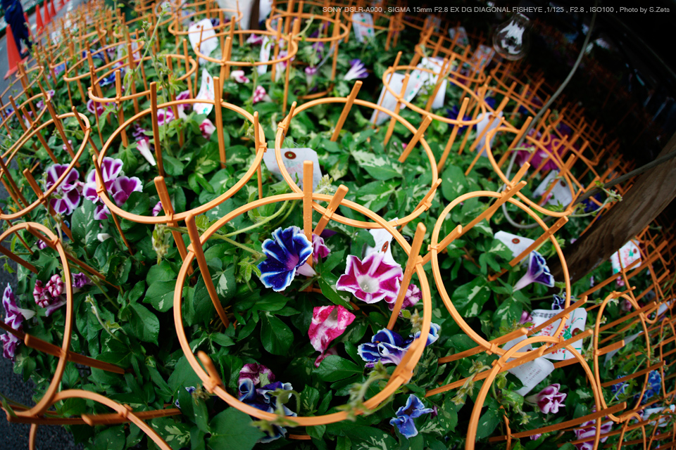 SIGMA（シグマ） 15mm F2.8 EX DG DIAGONAL FISHEYE 実写レビュー ...