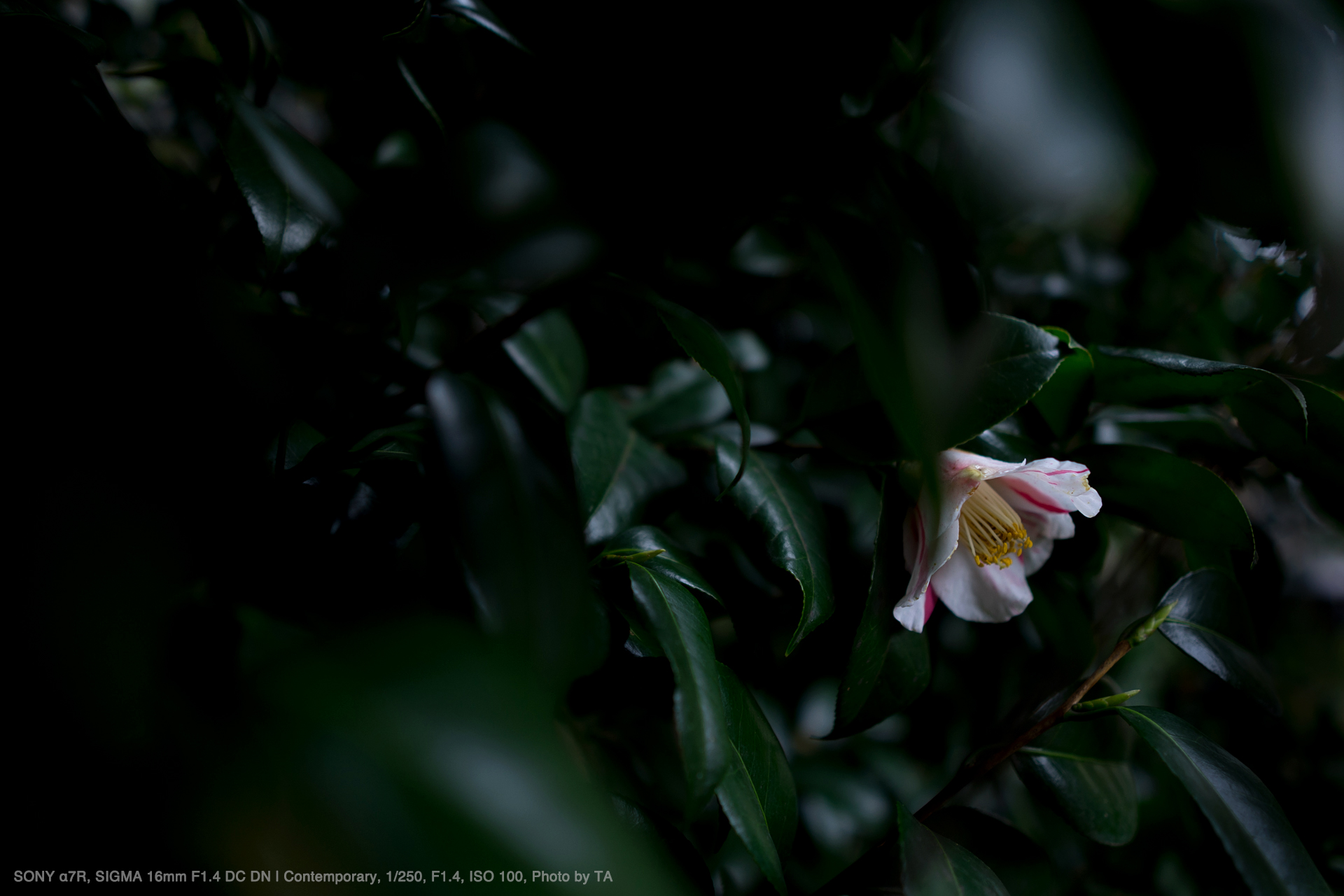 ＳＩＧＭＡ　ソニーＥ５６ｍｍ　Ｆ１．４ＤＣ　ＤＮ（Ｃ）