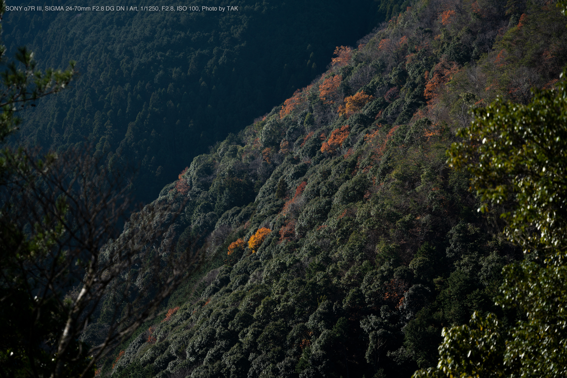 シグマ24-70mm F2.8 DG DN ソニーE用