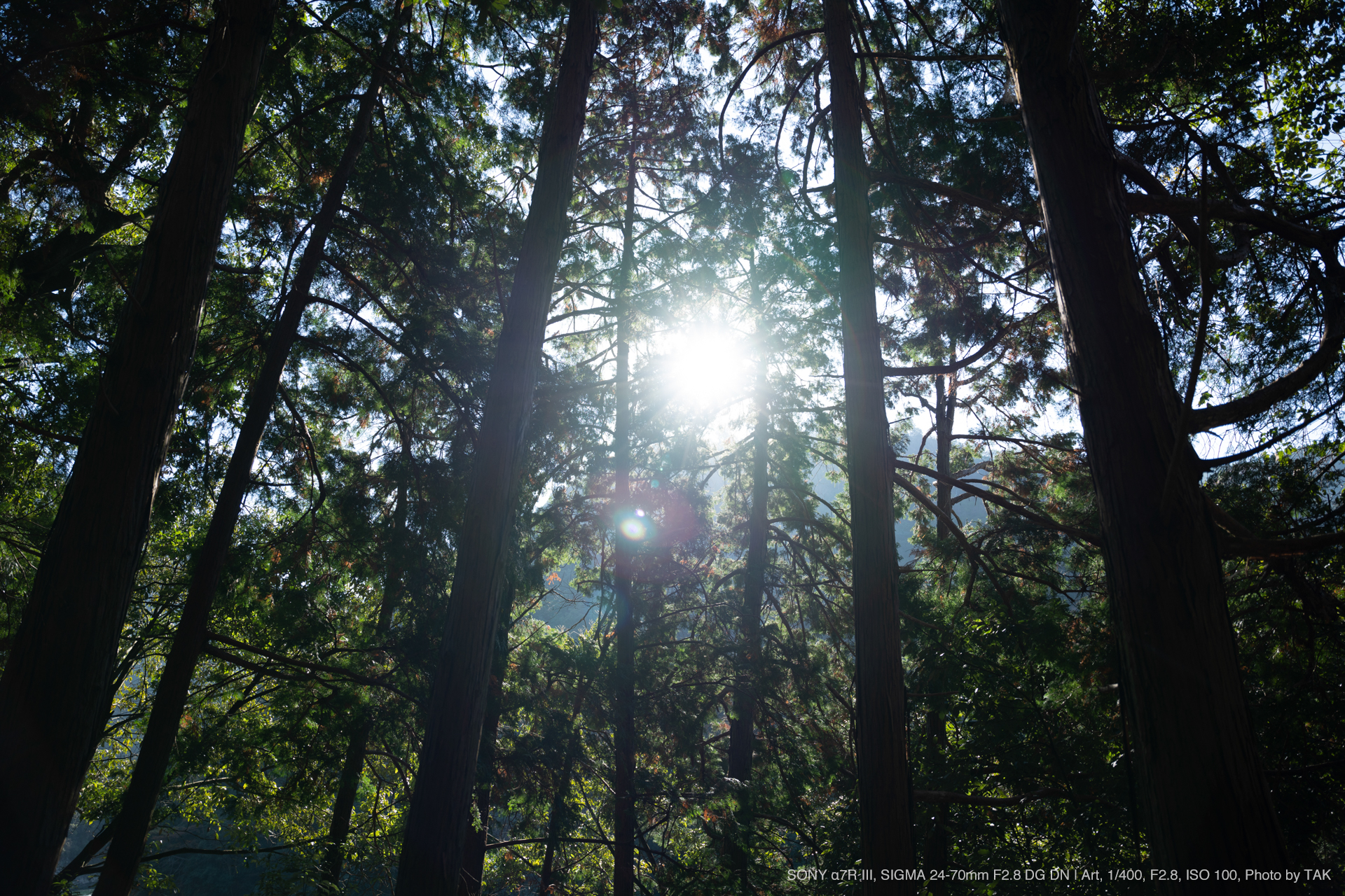 SIGMA（シグマ） 24-70mm F2.8 DG DN | Art 実写レビュー | フォトヨドバシ