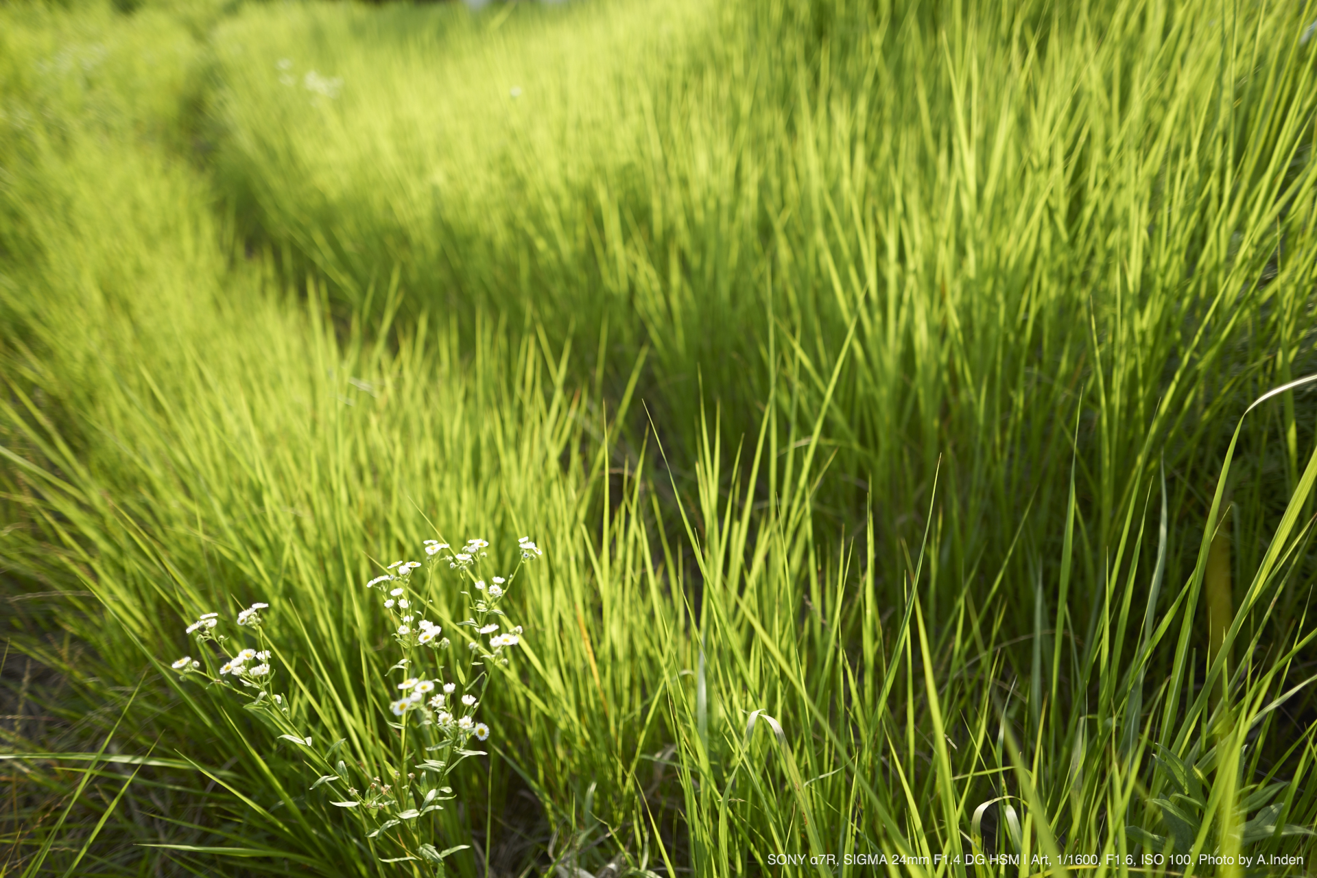 sigma 24mm F1.4 DG HSM | Art ソニーFEマウント