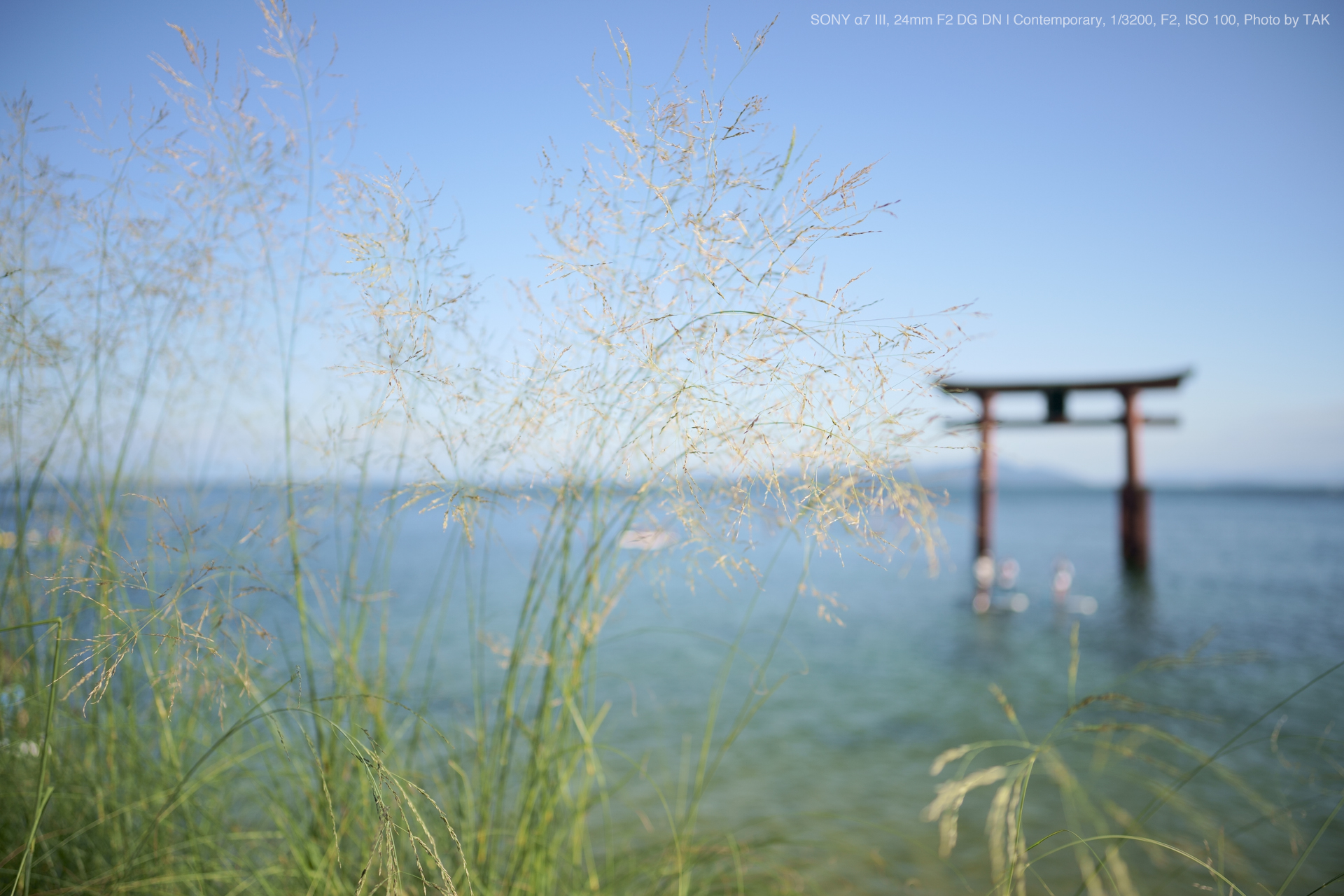 SIGMA（シグマ） 24mm F2 DG DN | Contemporary 実写レビュー | フォト ...